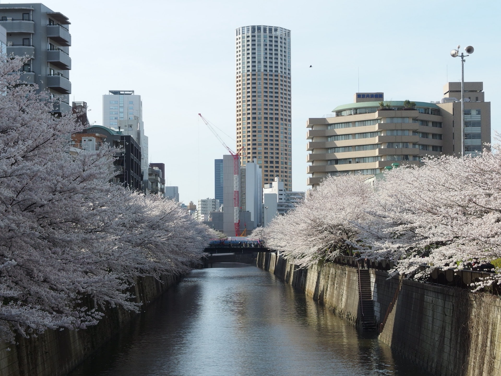Cherry blossoms along the Meguro River in Tokyo, with apartment towers behind